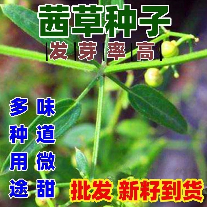 当季新籽茜草种子中药红根草简单易种红内消多年生草本植物籽