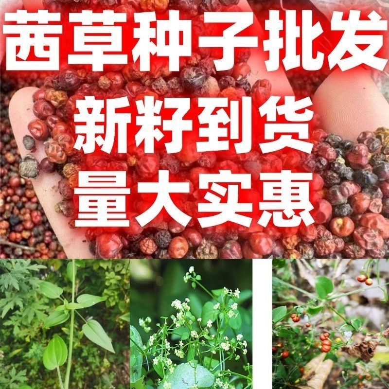 当季新籽茜草种子中药红根草简单易种红内消多年生草本植物籽