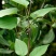 当季新籽茜草种子中药红根草简单易种红内消多年生草本植物籽