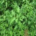 当季新籽茜草种子中药红根草简单易种红内消多年生草本植物籽