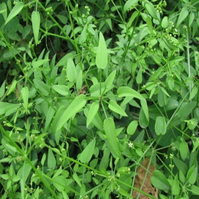 当季新籽茜草种子中药红根草简单易种红内消多年生草本植物籽