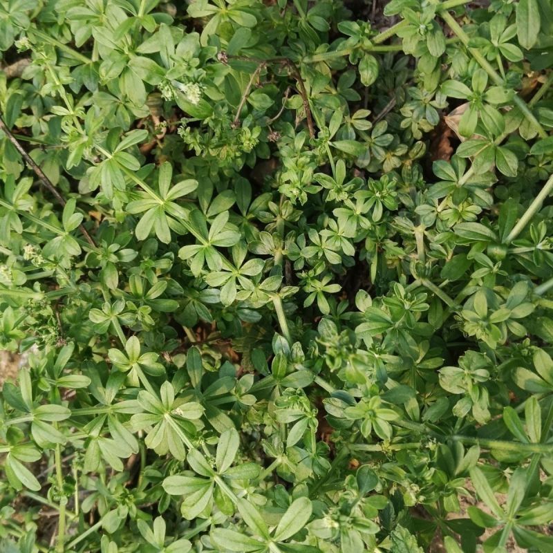 当季新籽茜草种子中药红根草简单易种红内消多年生草本植物籽