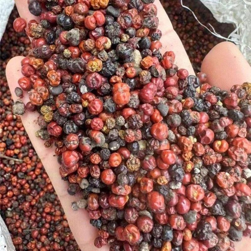 当季新籽茜草种子中药红根草简单易种红内消多年生草本植物籽