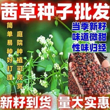 当季新籽茜草种子中药红根草简单易种红内消多年生草本植物籽