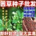 当季新籽茜草种子中药红根草简单易种红内消多年生草本植物籽