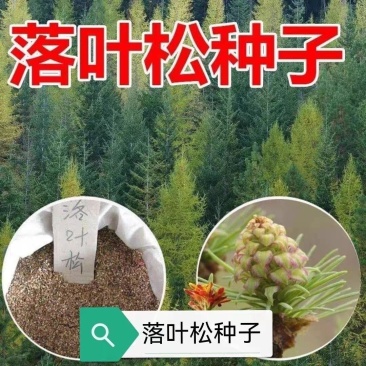 新采日本落叶松种子松树种子针叶松树耐寒速生松树木