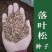 新采日本落叶松种子松树种子针叶松树耐寒速生松树木