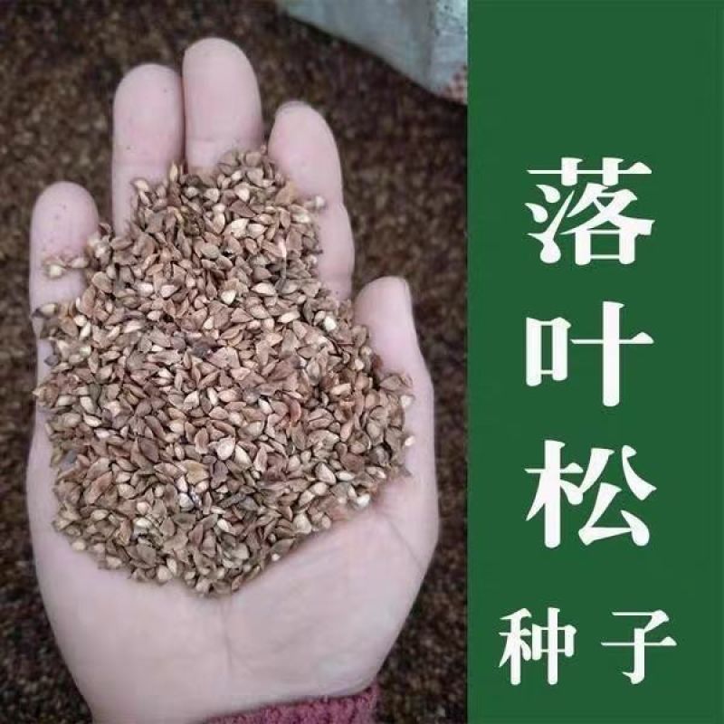 新采日本落叶松种子松树种子针叶松树耐寒速生松树木
