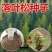 新采日本落叶松种子松树种子针叶松树耐寒速生松树木