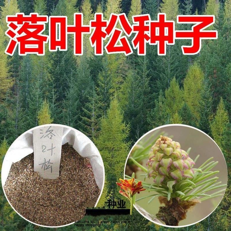 新采日本落叶松种子松树种子针叶松树耐寒速生松树木