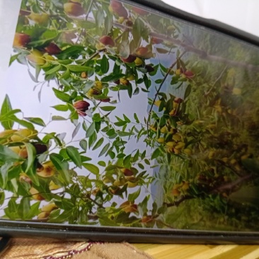 滦县山地马牙枣上市了，甜又脆，干代办多年经验，成信