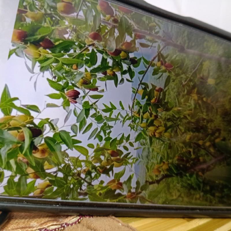 滦县山地马牙枣上市了，甜又脆，干代办多年经验，成信