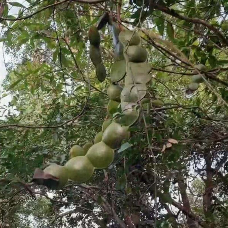 木腰子种子菩提子平安豆罗汉豆过江龙子原籽厂家按斤挂饰钥匙