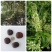 木腰子种子菩提子平安豆罗汉豆过江龙子原籽厂家按斤挂饰钥匙