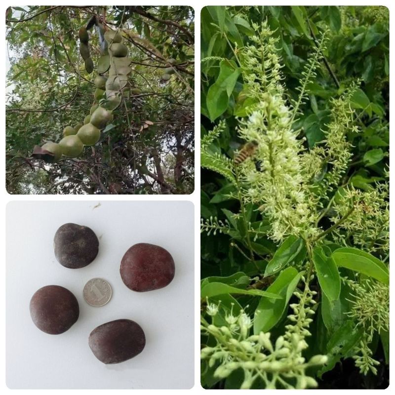 木腰子种子菩提子平安豆罗汉豆过江龙子原籽厂家按斤挂饰钥匙
