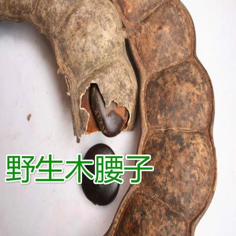 木腰子种子菩提子平安豆罗汉豆过江龙子原籽厂家按斤挂饰钥匙