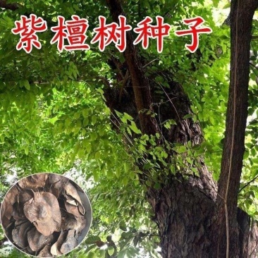 新采紫檀种子大叶紫檀种子小叶紫檀种子印度紫檀种子包