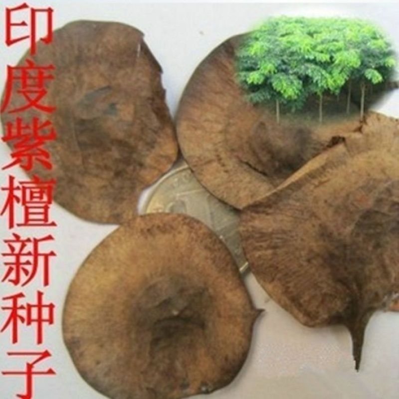 新采紫檀种子大叶紫檀种子小叶紫檀种子印度紫檀种子包