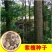 新采紫檀种子大叶紫檀种子小叶紫檀种子印度紫檀种子包