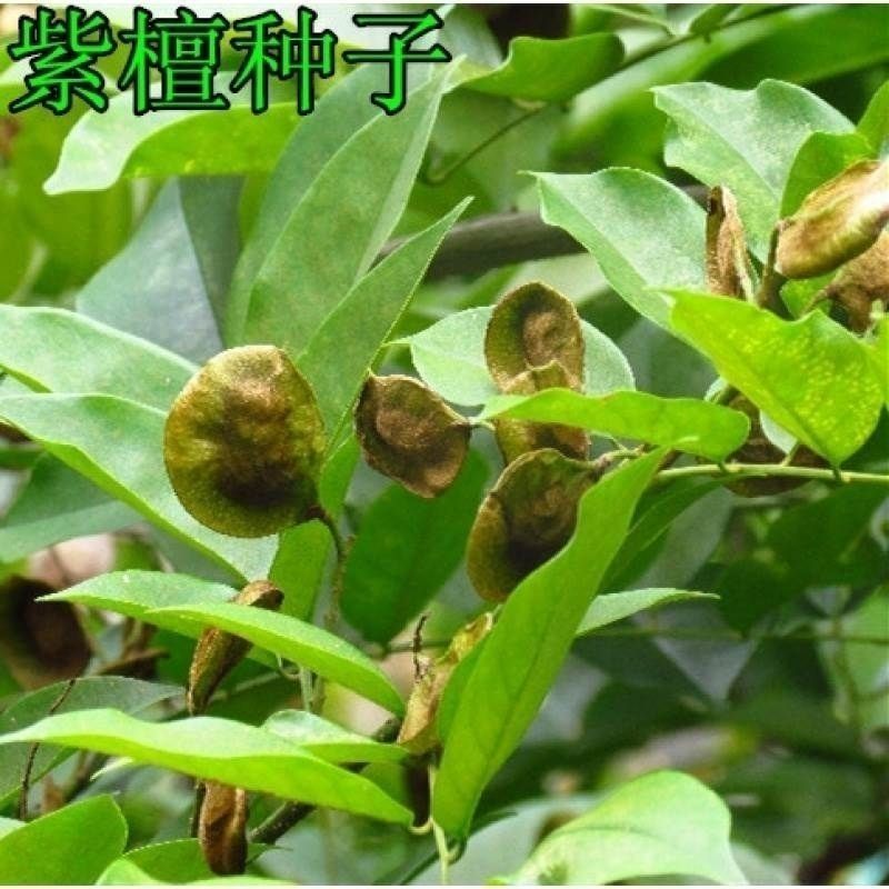 新采紫檀种子大叶紫檀种子小叶紫檀种子印度紫檀种子包