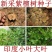 新采紫檀种子大叶紫檀种子小叶紫檀种子印度紫檀种子包