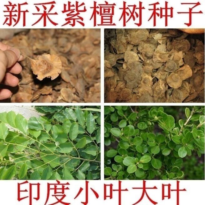 新采紫檀种子大叶紫檀种子小叶紫檀种子印度紫檀种子包