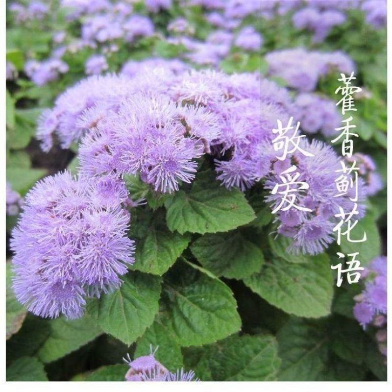 霍香蓟种子种籽防虫放红蜘蛛菊果园优良绿肥保土保肥保湿蓝色
