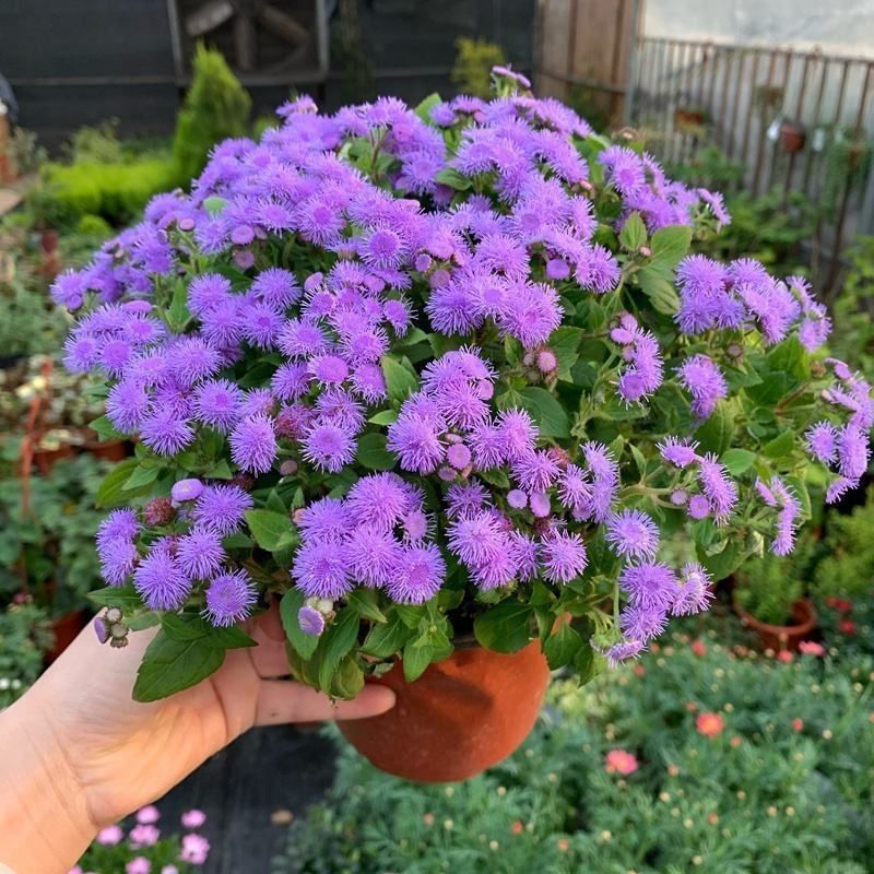 霍香蓟种子种籽防虫放红蜘蛛菊果园优良绿肥保土保肥保湿蓝色