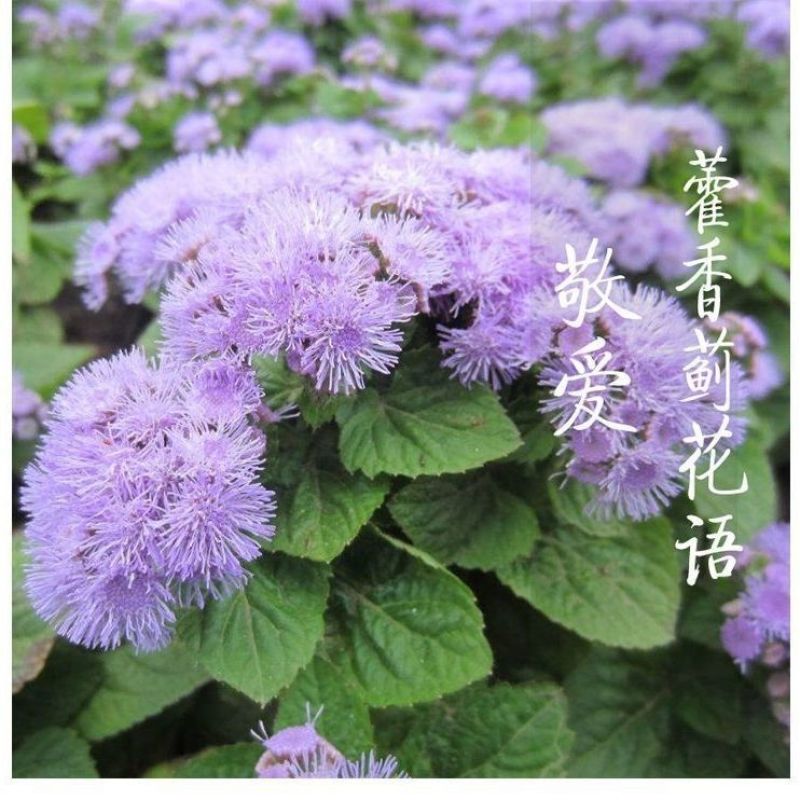 霍香蓟种子种籽防虫放红蜘蛛菊果园优良绿肥保土保肥保湿蓝色
