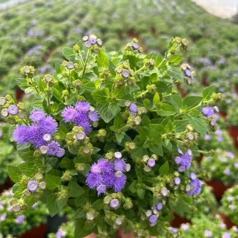 霍香蓟种子种籽防虫放红蜘蛛菊果园优良绿肥保土保肥保湿蓝色