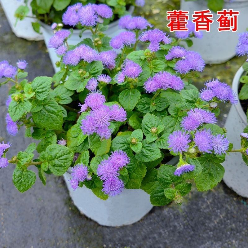 霍香蓟种子种籽防虫放红蜘蛛菊果园优良绿肥保土保肥保湿蓝色