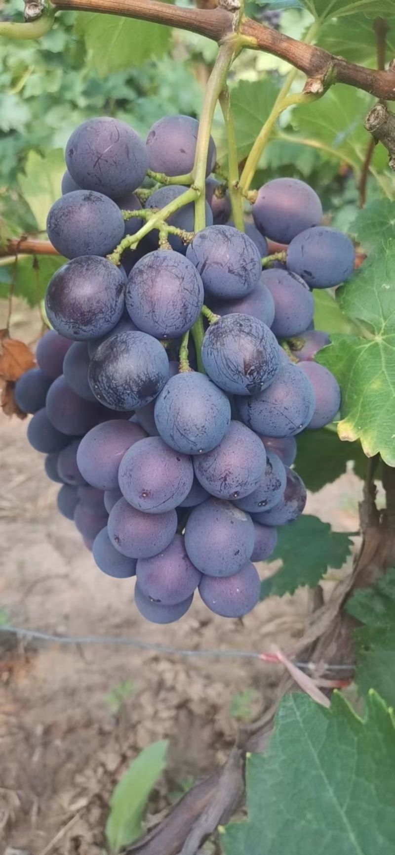 巨峰葡萄