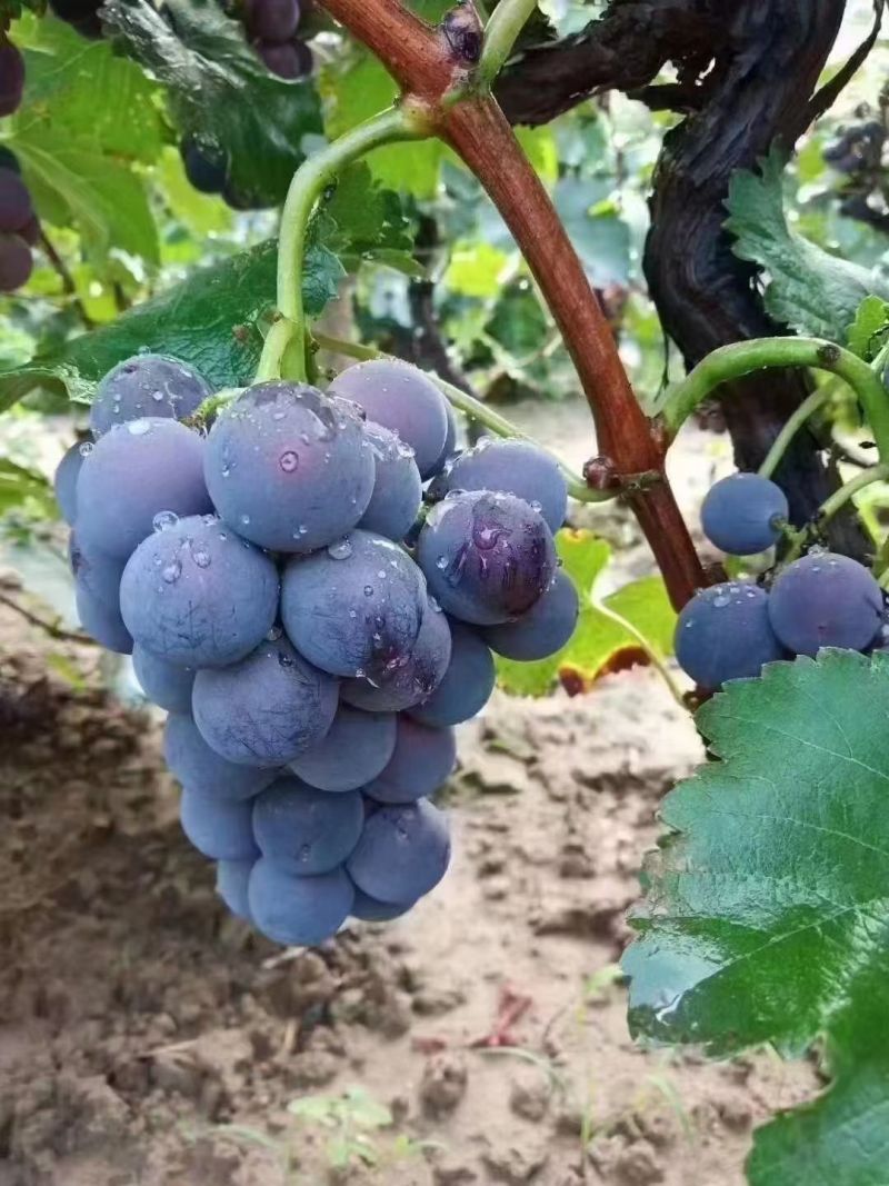 巨峰葡萄