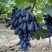 巨峰葡萄