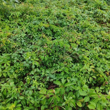 五叶爬山虎基地直供欢迎来实地考察合作恰谈。