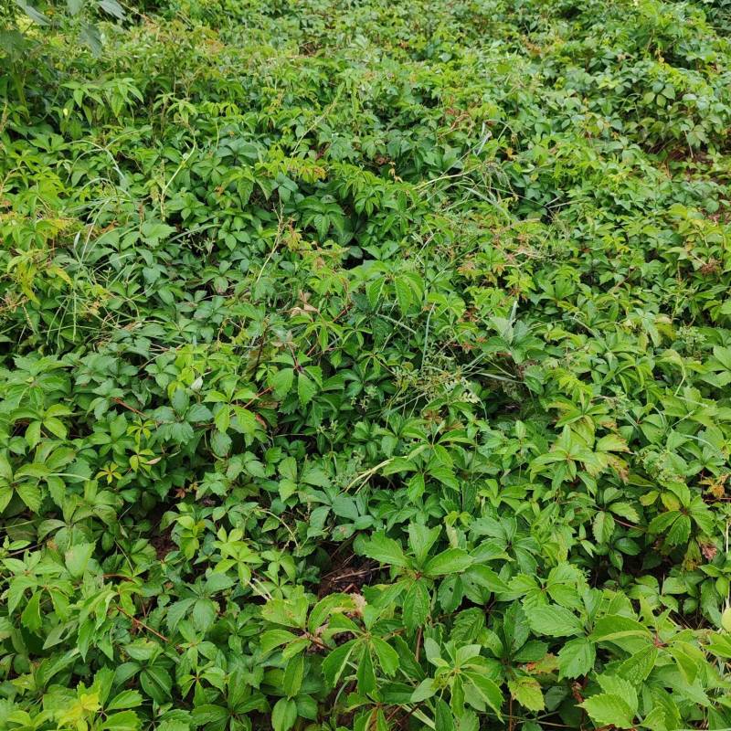五叶爬山虎基地直供欢迎来实地考察合作恰谈。