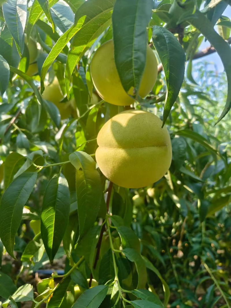 正宗苏北大青桃