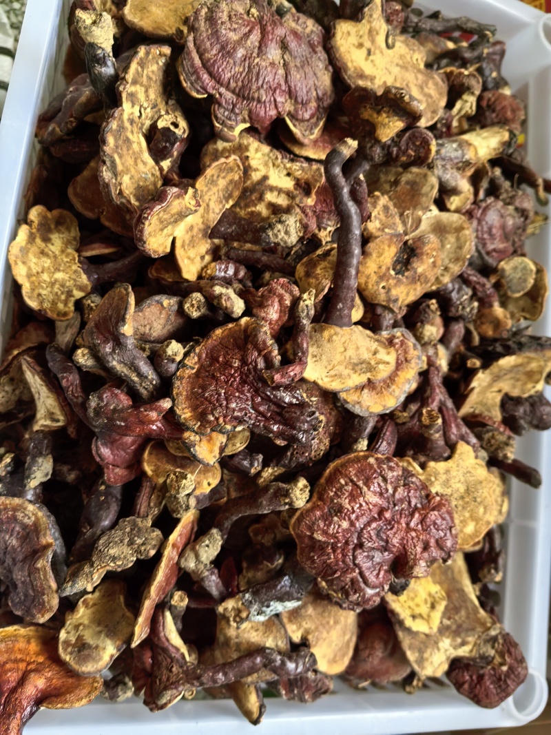 广西野生赤灵芝有需要随时联系我***********