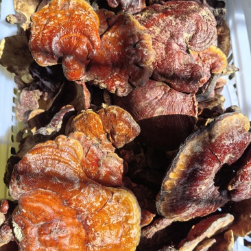 广西野生赤灵芝有需要随时联系我***********