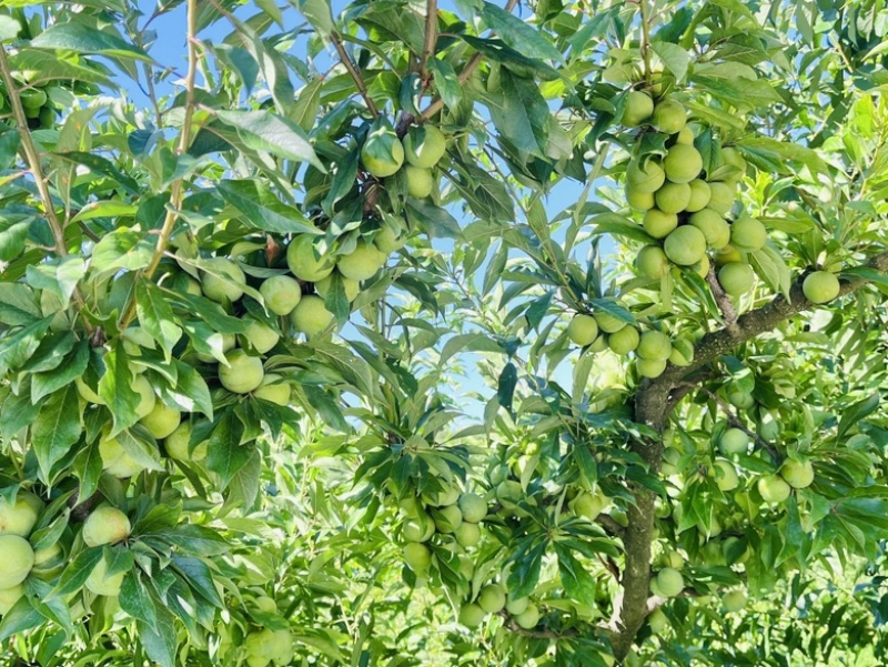 茂县青脆李