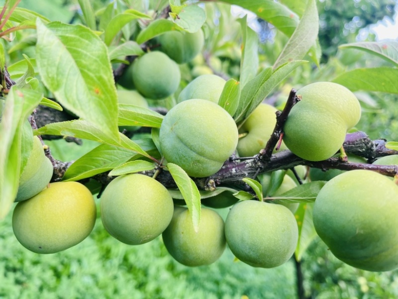 茂县青脆李