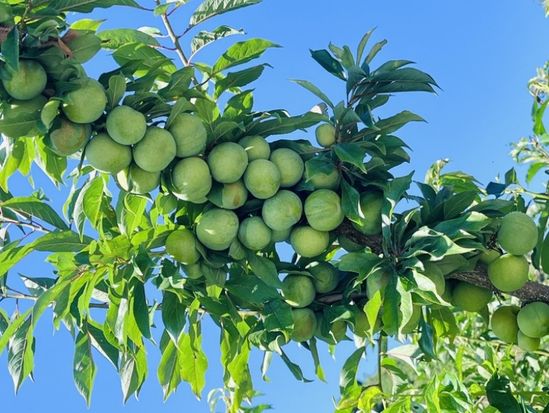 茂县青脆李