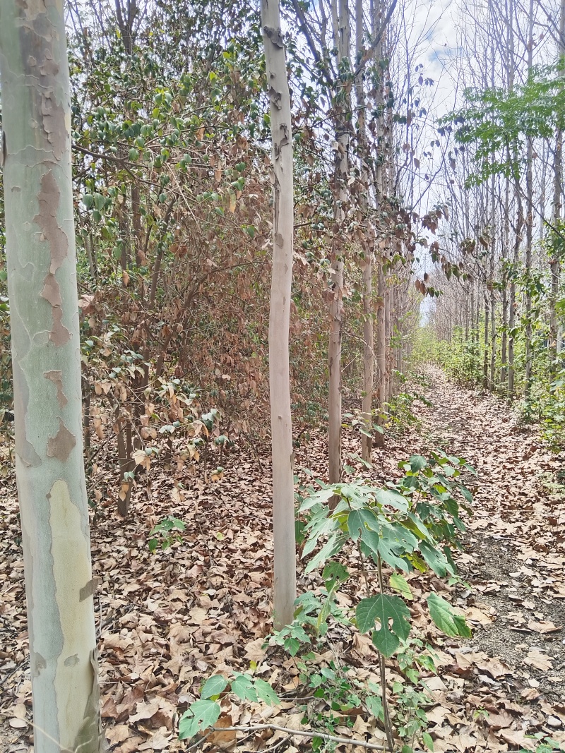 法桐4—20公分