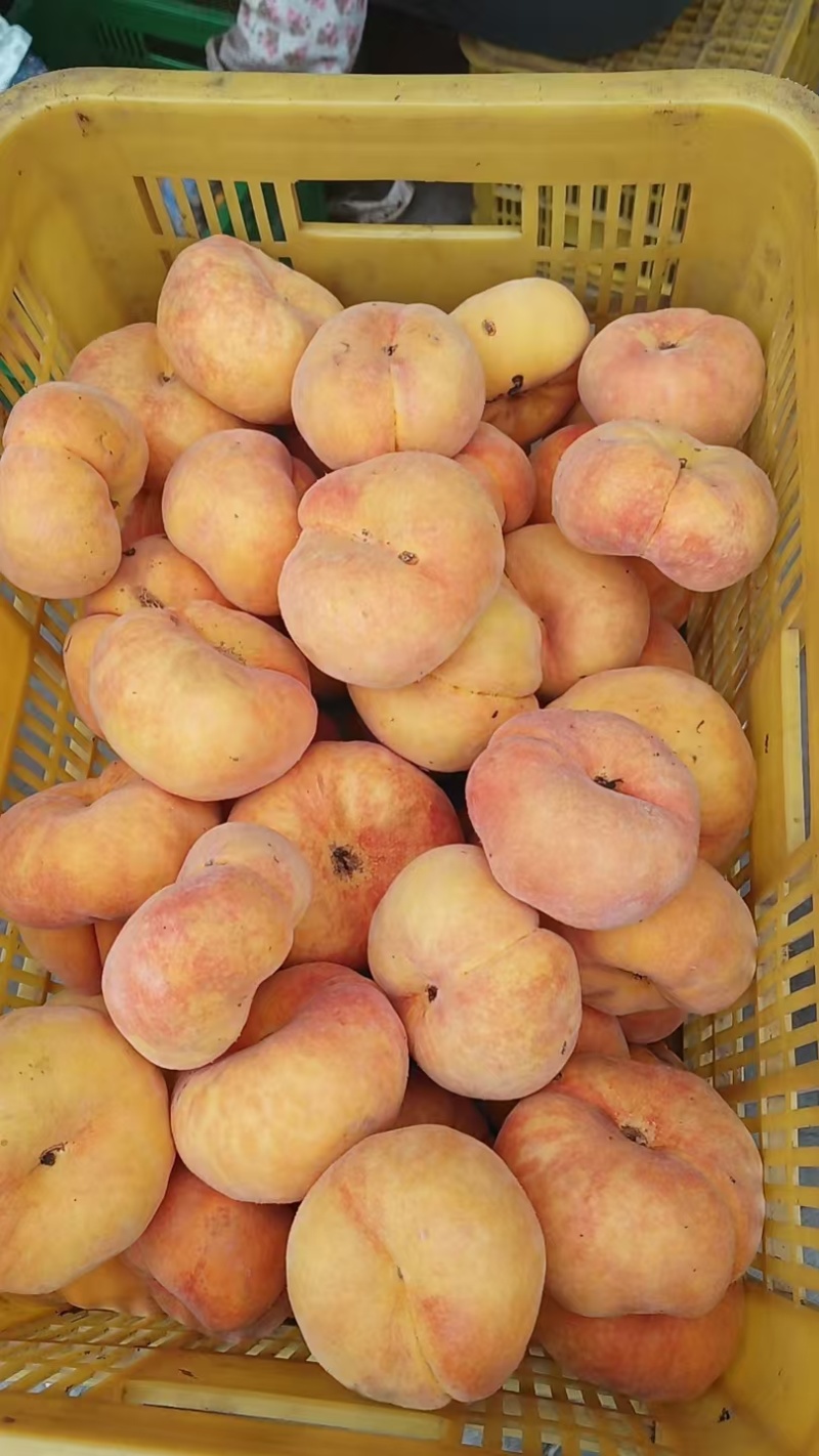 毛蟠高次1万斤左右
