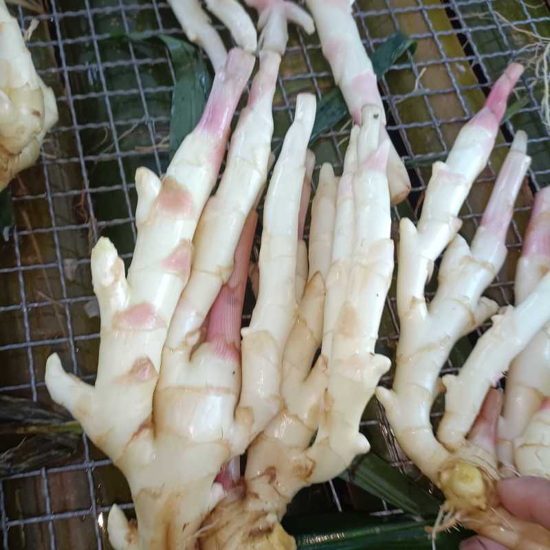犍为麻柳姜