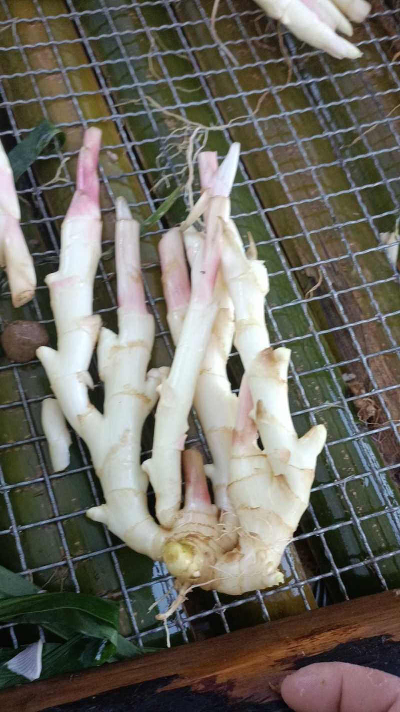 犍为麻柳姜