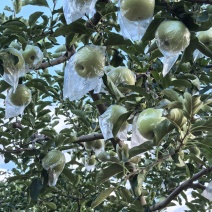 金帅苹果大量上市，保质保量物美价廉