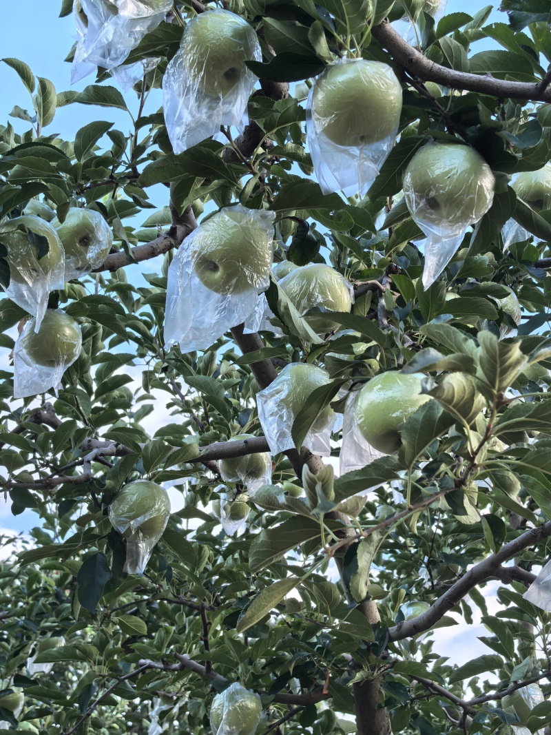 金帅苹果大量上市，保质保量物美价廉