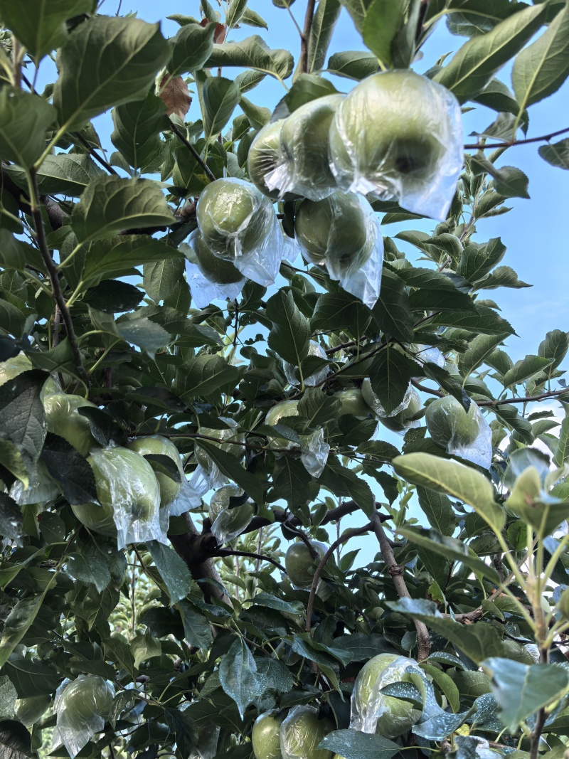 金帅苹果大量上市，保质保量物美价廉