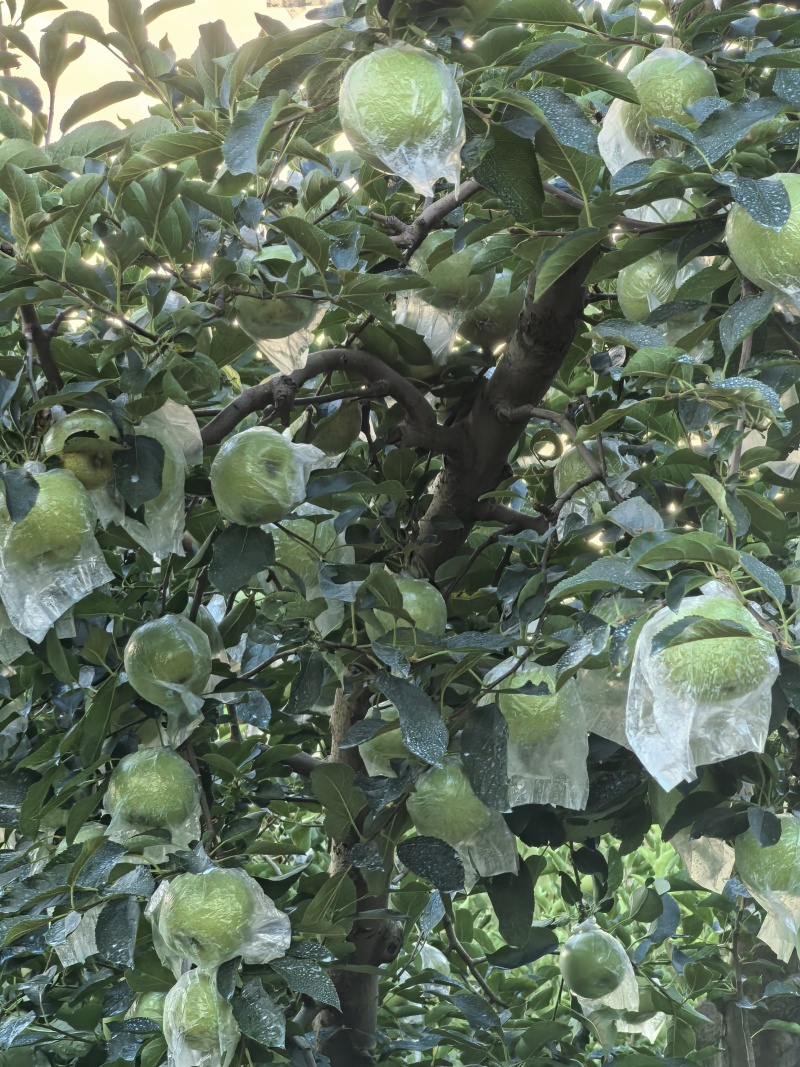 金帅苹果大量上市，保质保量物美价廉